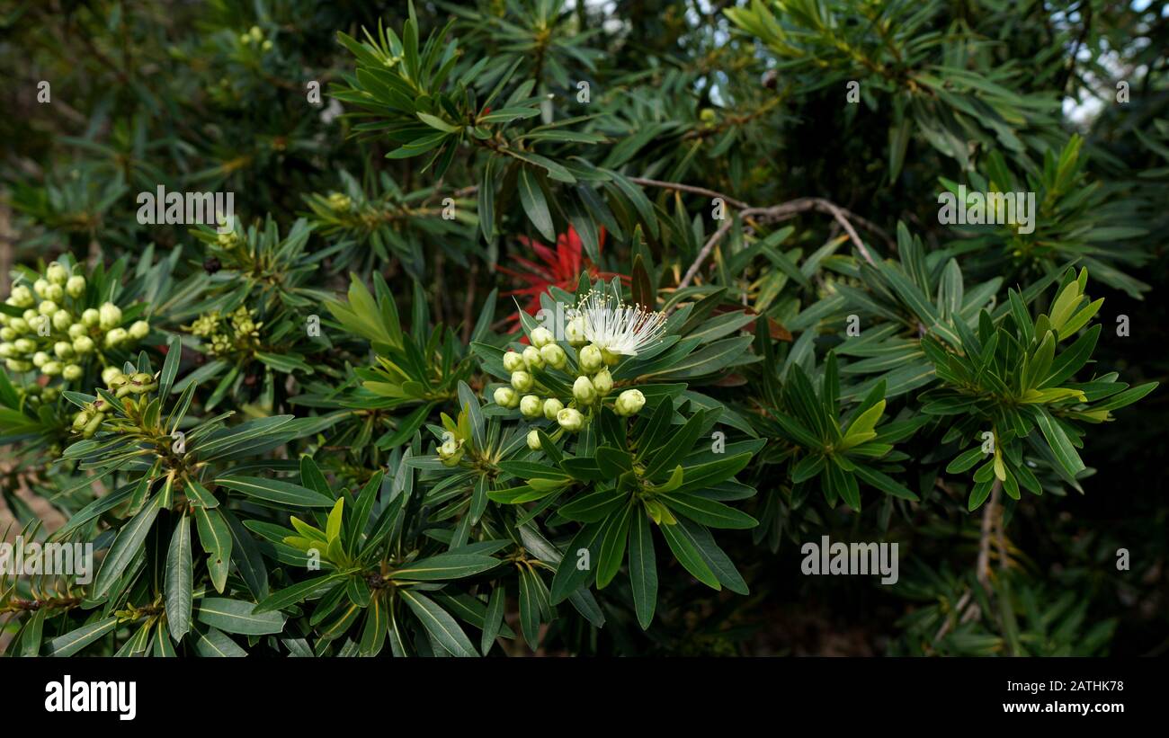 Xanthostemon verticillatus è una specie di alberi della famiglia delle piante Myrtaceae endemica alle foreste pluviali Di tropici Umidi del Queensland nordorientale. Foto Stock