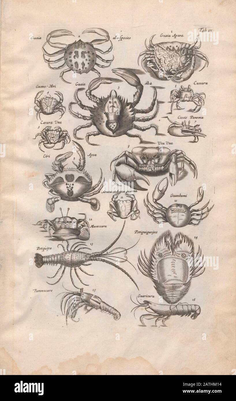 Granchi Illustrazione da 'Historiae Naturalis De Exanguibus Aquaticis Libri IV' (Libro degli animali di Storia Naturale del Mare 4) di Johannes Jonston. Pubblicato Foto Stock