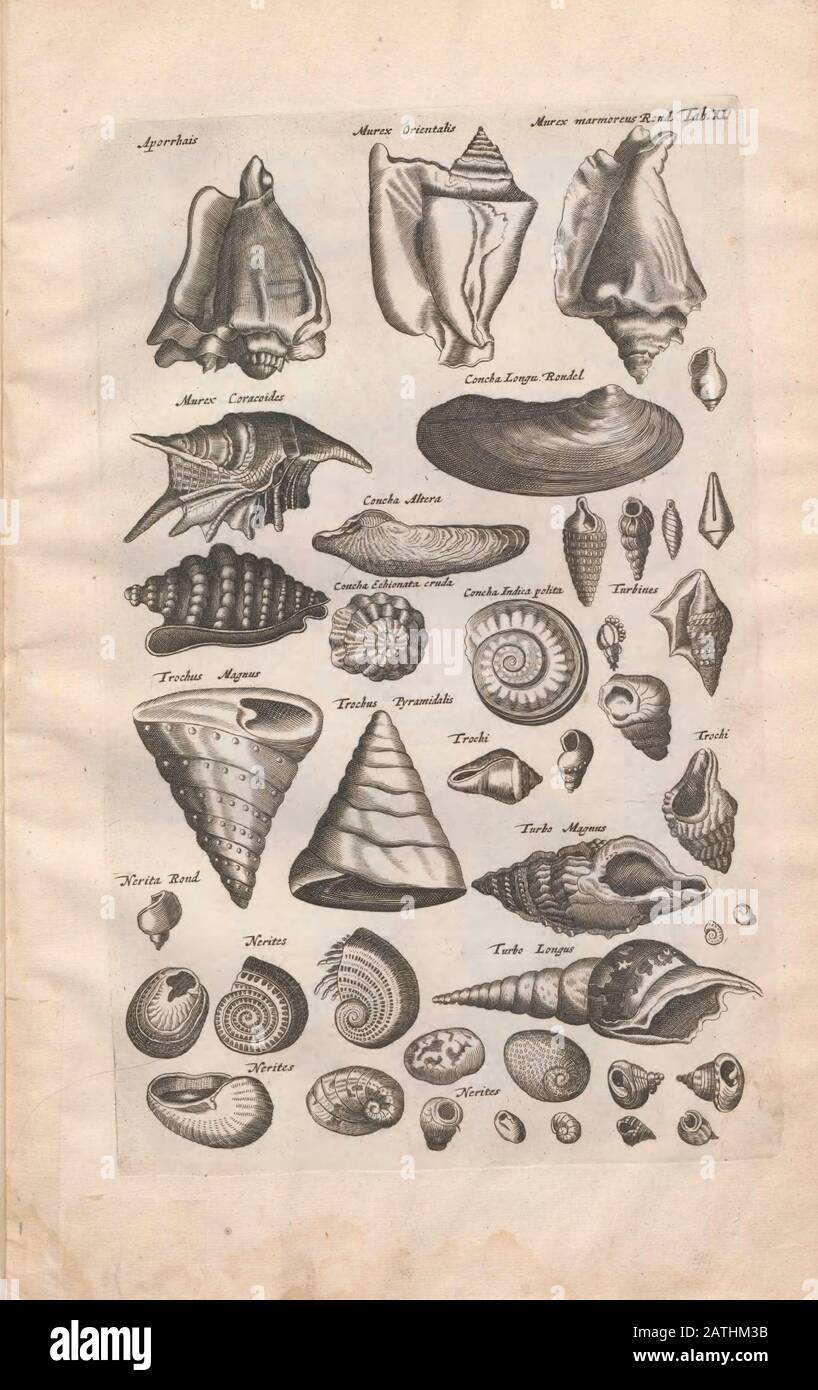 Illustrazioni della conchiglia marina di "Historiae Naturalis De Exanguibus Aquaticis Libri IV" di Johannes Jonston. Publ Foto Stock