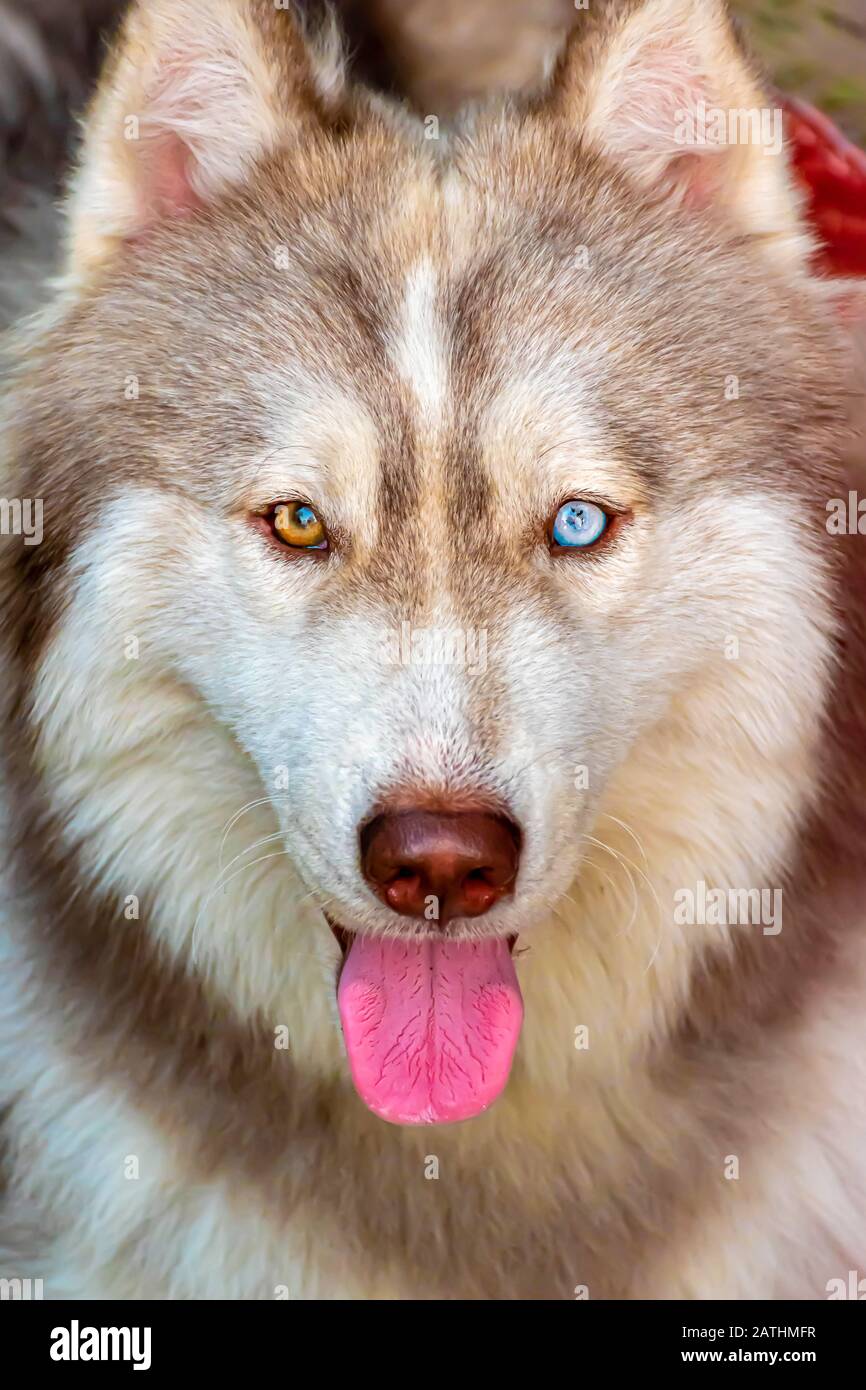 Ritratto di cane Husky Siberiano con occhi multicolore isolato Foto Stock
