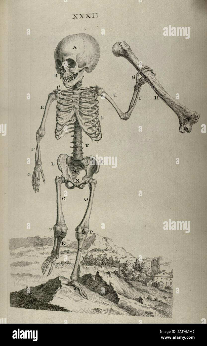 Illustrazione di Anatomia umana di William Cheselden in Osteographia, o l'anatomia delle ossa. (Londra: 1733). Foto Stock