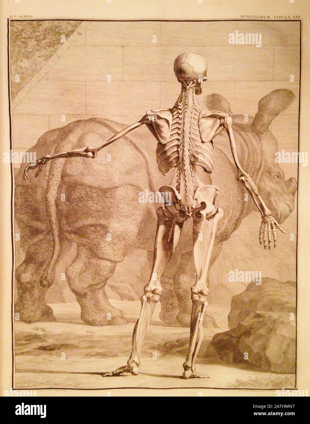 Incisione Anatomica Del 18th Secolo. Vista posteriore di uno scheletro umano Foto Stock