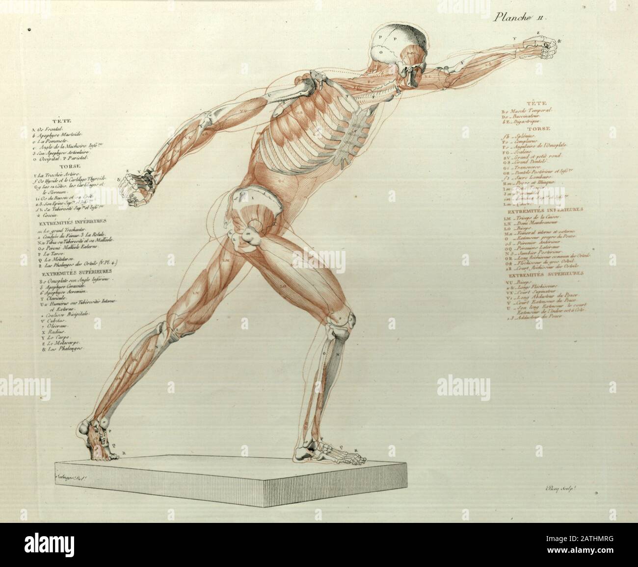 Studio anatomico delle strutture muscolari del corpo umano stampato 1812 Foto Stock