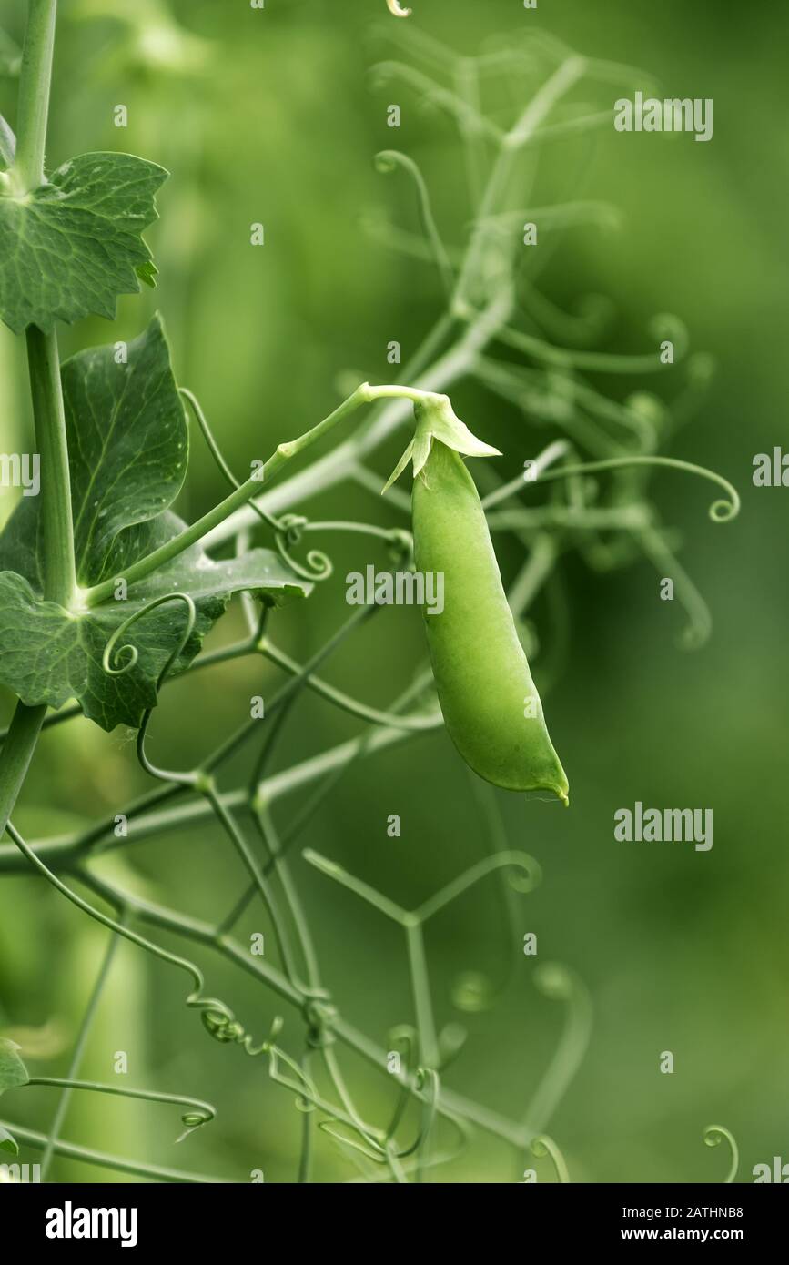 Coltivati localmente pisello verde in giardino biologico caserecci produrre Pisum sativum Foto Stock