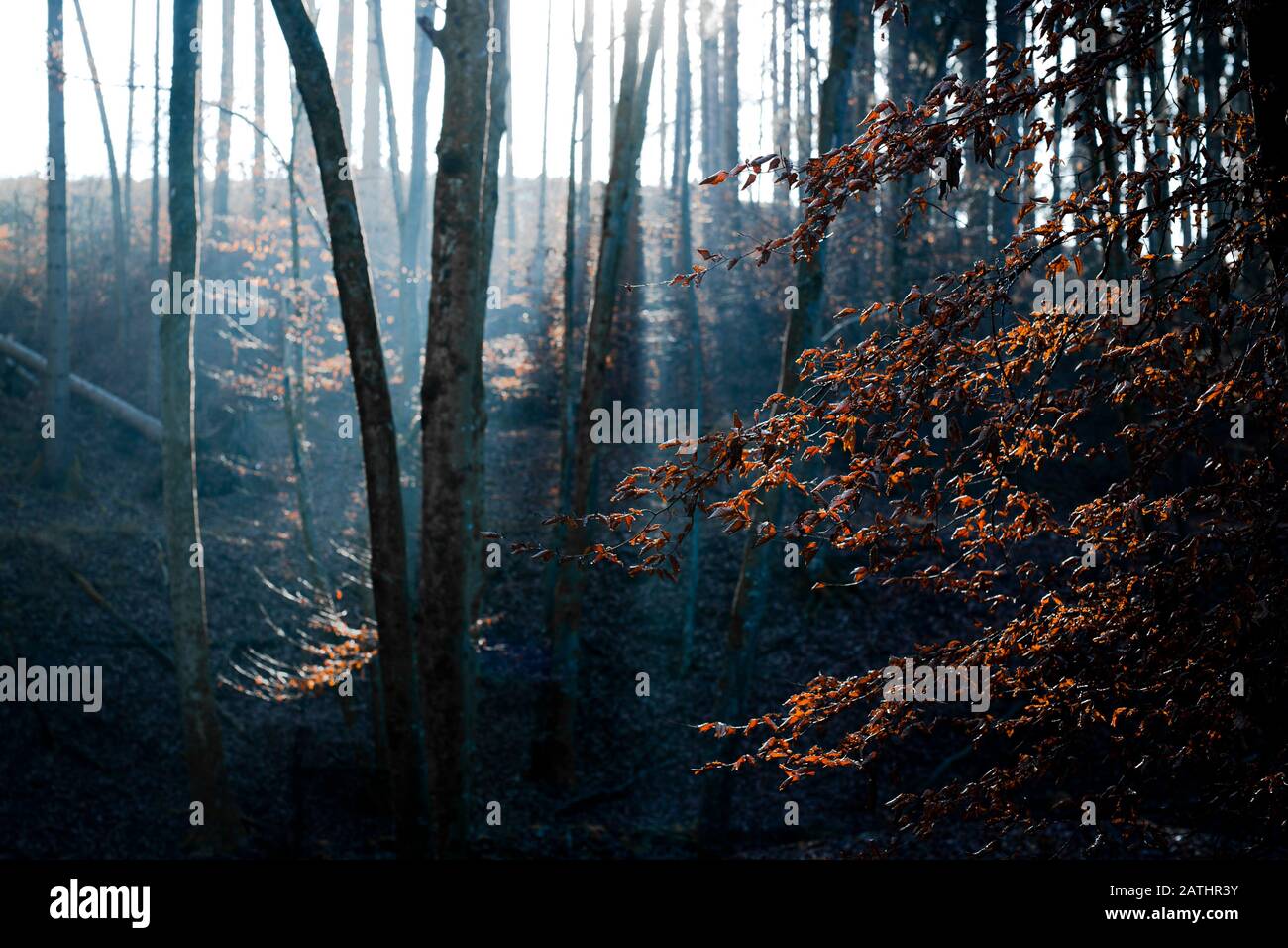 Ein Wald in Baviera in den frühen Morgenstorden mit tiefsteender Sonne Foto Stock