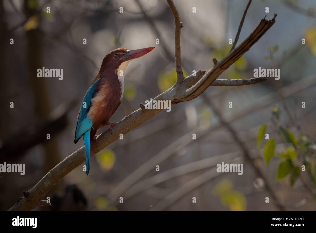 Il bianco throtated Kingfisher su persch con in una foresta Foto Stock