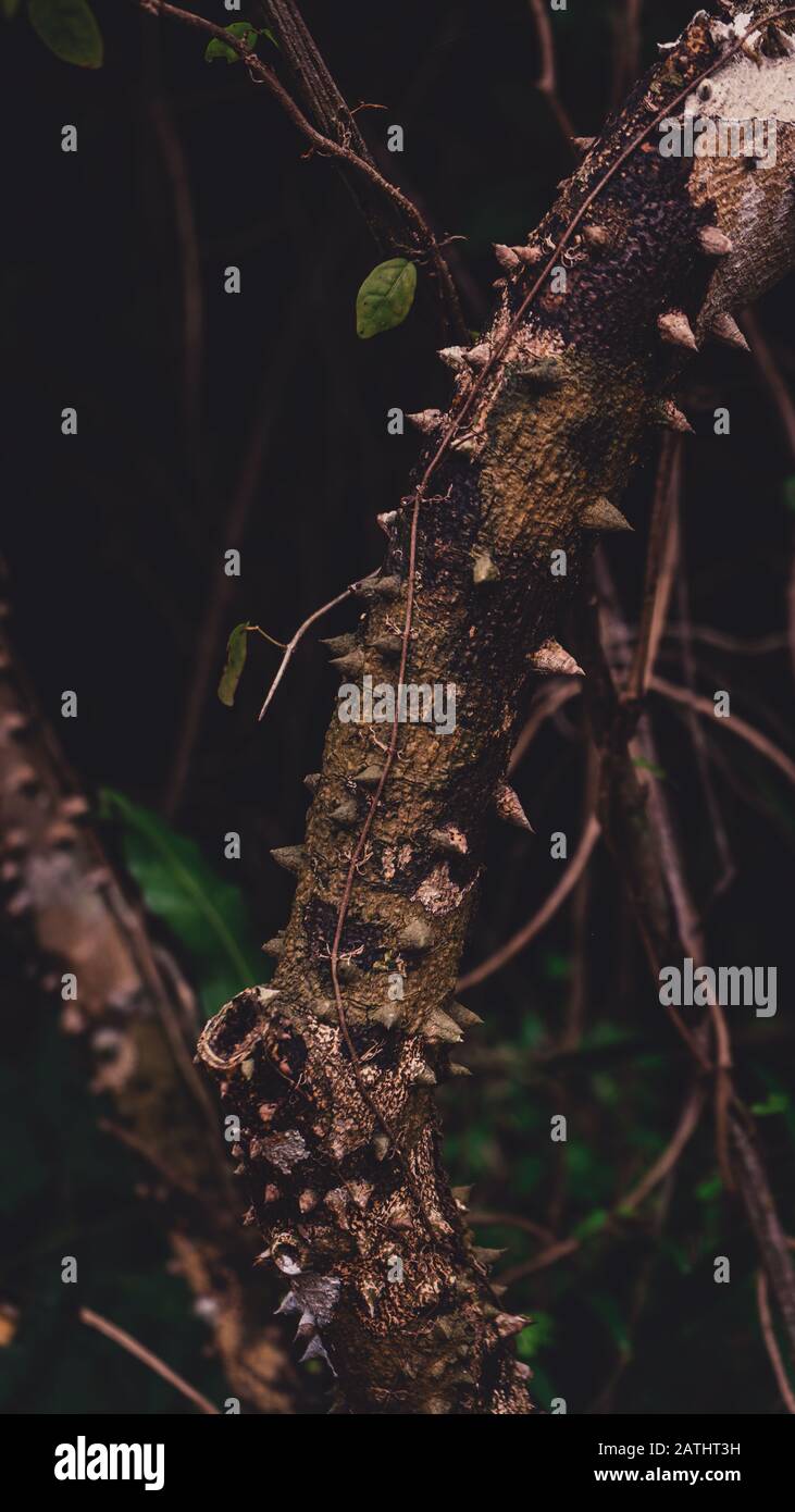 Primo piano su Silk Floss Tree (Ceiba speciosa ) Trunk e Bark Foto Stock