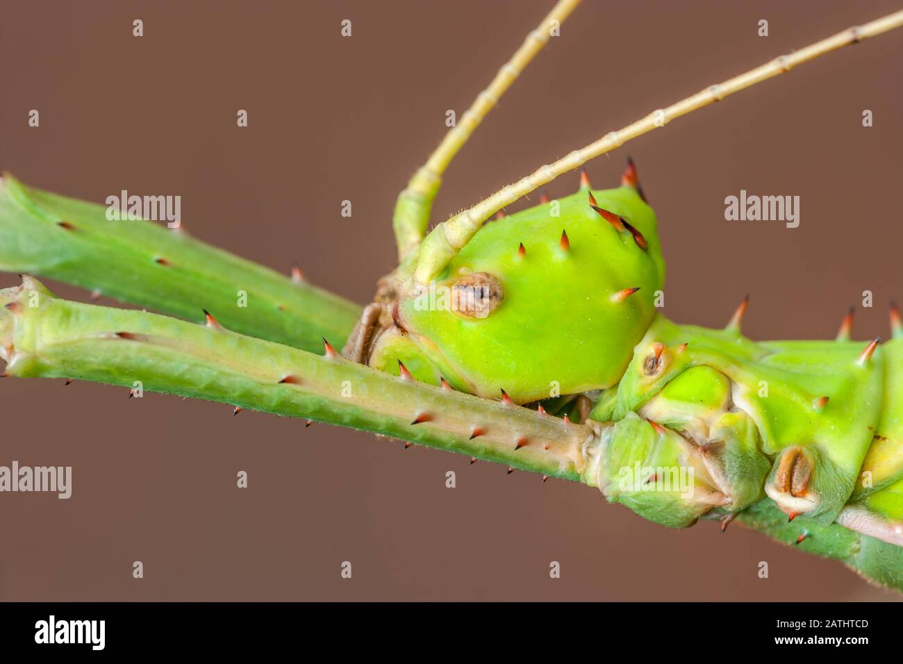 Malese Stick Insect (Heteropteryx Dilatata) Aka Malese Jungle Nymph. Nativo della Malesia. Foto Stock