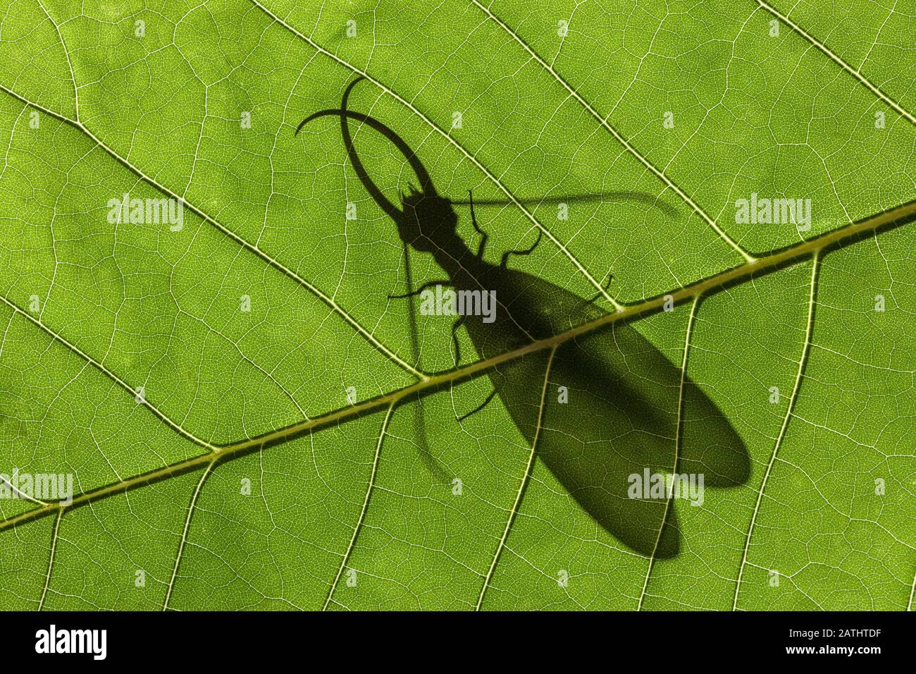 Eastern Dobsonfly (Corydalus cornutus) Silhouette di maschio su Bigleaf Magnolia. Sipsey Wilderness, Bankhead National Forest, Alabama, Maggio. Foto Stock