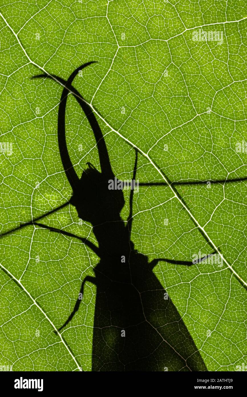 Eastern Dobsonfly (Corydalus cornutus) Silhouette di maschio su Bigleaf Magnolia. Sipsey Wilderness, Bankhead National Forest, Alabama, Maggio. Foto Stock
