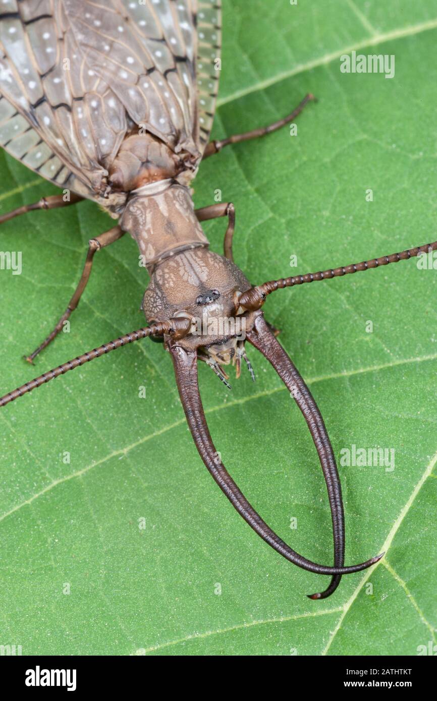 Eastern Dobsonfly (Corydalus cornutus) maschio su albero Catalpa meridionale. Powells Valley, Dauphin County, Pennsylvania, Estate. Foto Stock