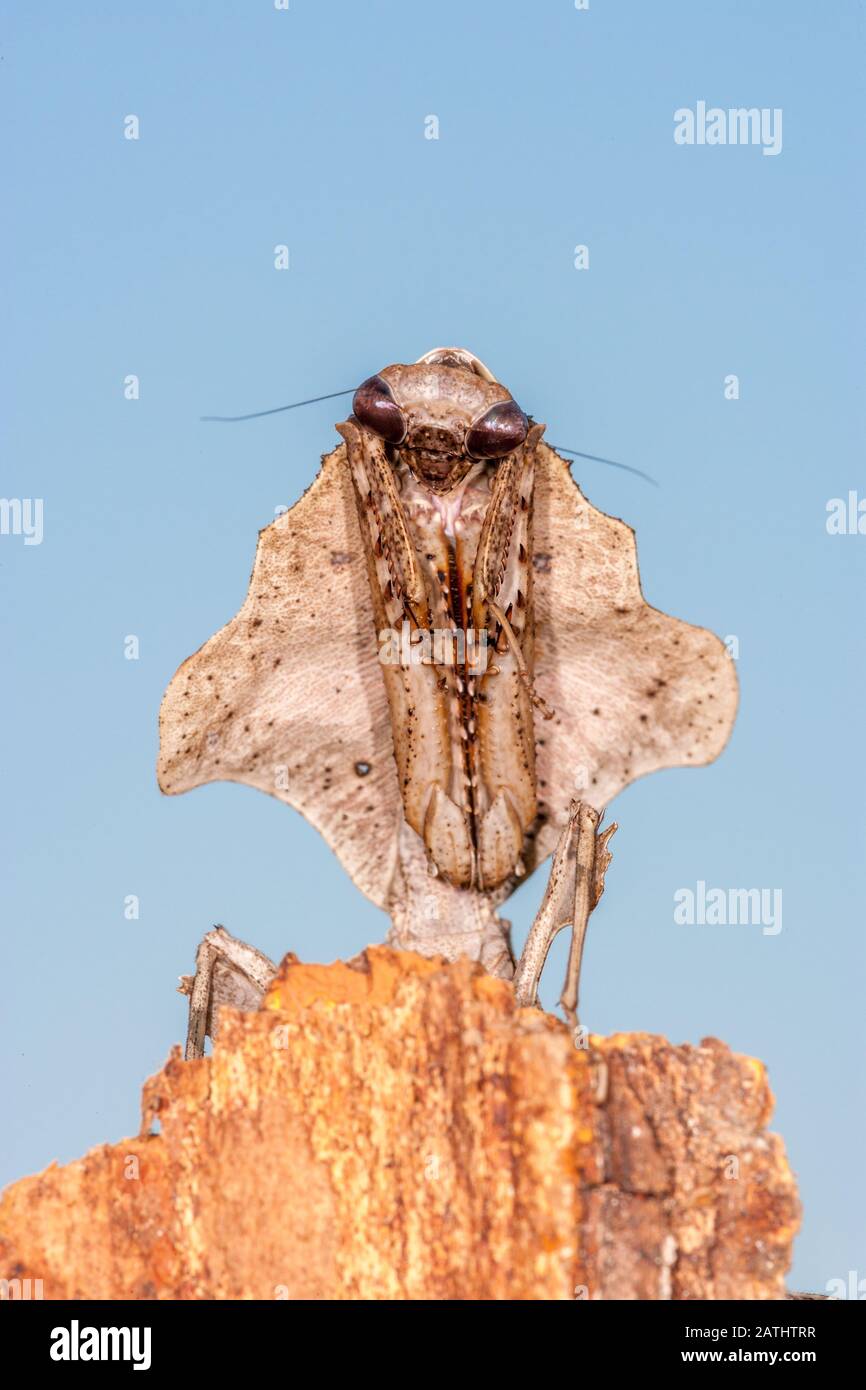 Dead Leaf Mantis (Deroplatys lobata), alias sudest Asian Dead Leaf Mantis Foto Stock