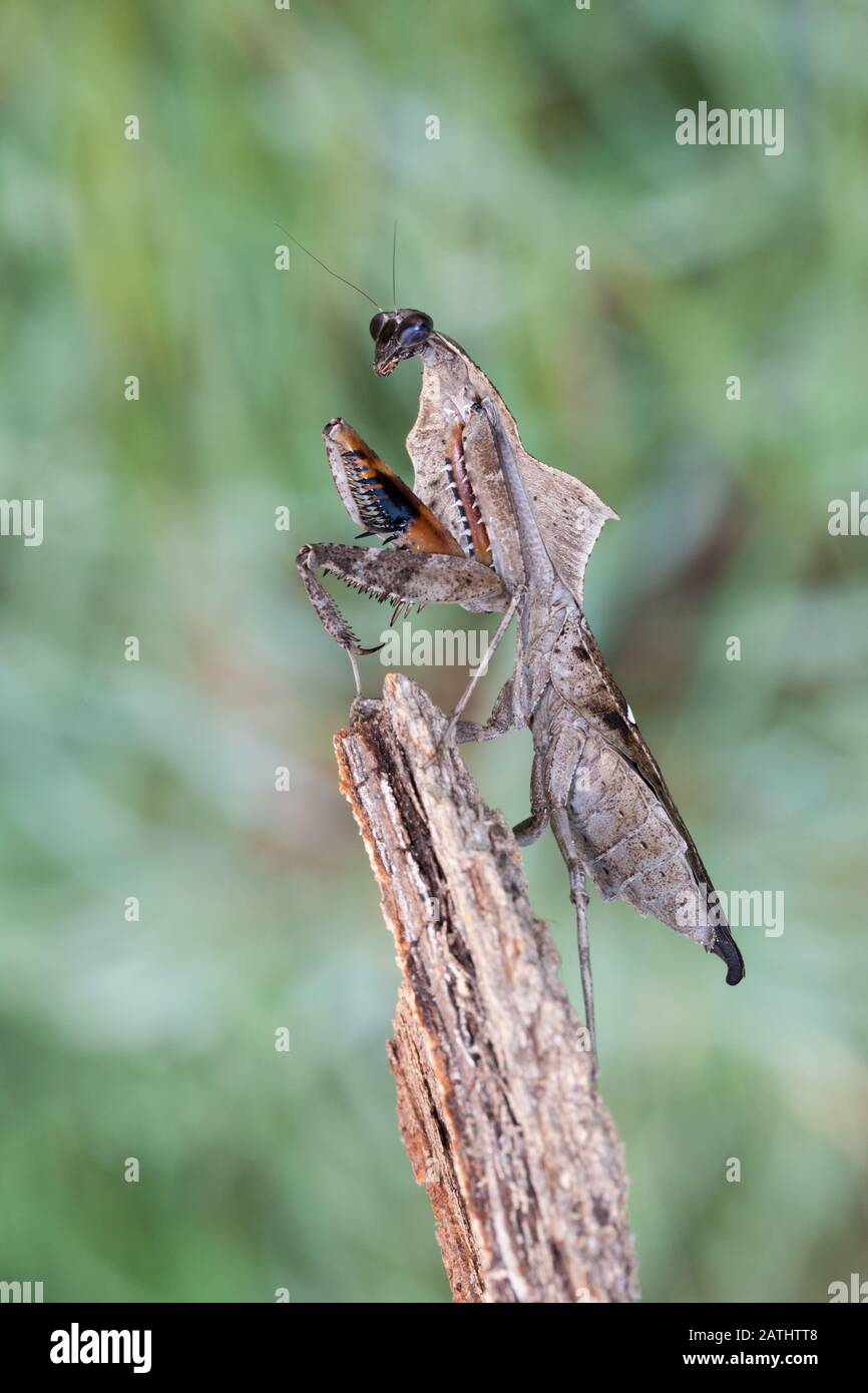 Dead Leaf Mantis (Deroplatys lobata), alias sudest Asian Dead Leaf Mantis Foto Stock