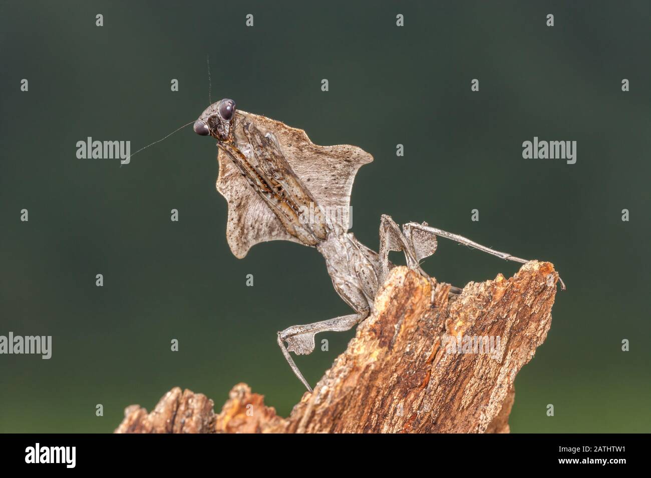 Dead Leaf Mantis (Deroplatys lobata), alias sudest Asian Dead Leaf Mantis Foto Stock