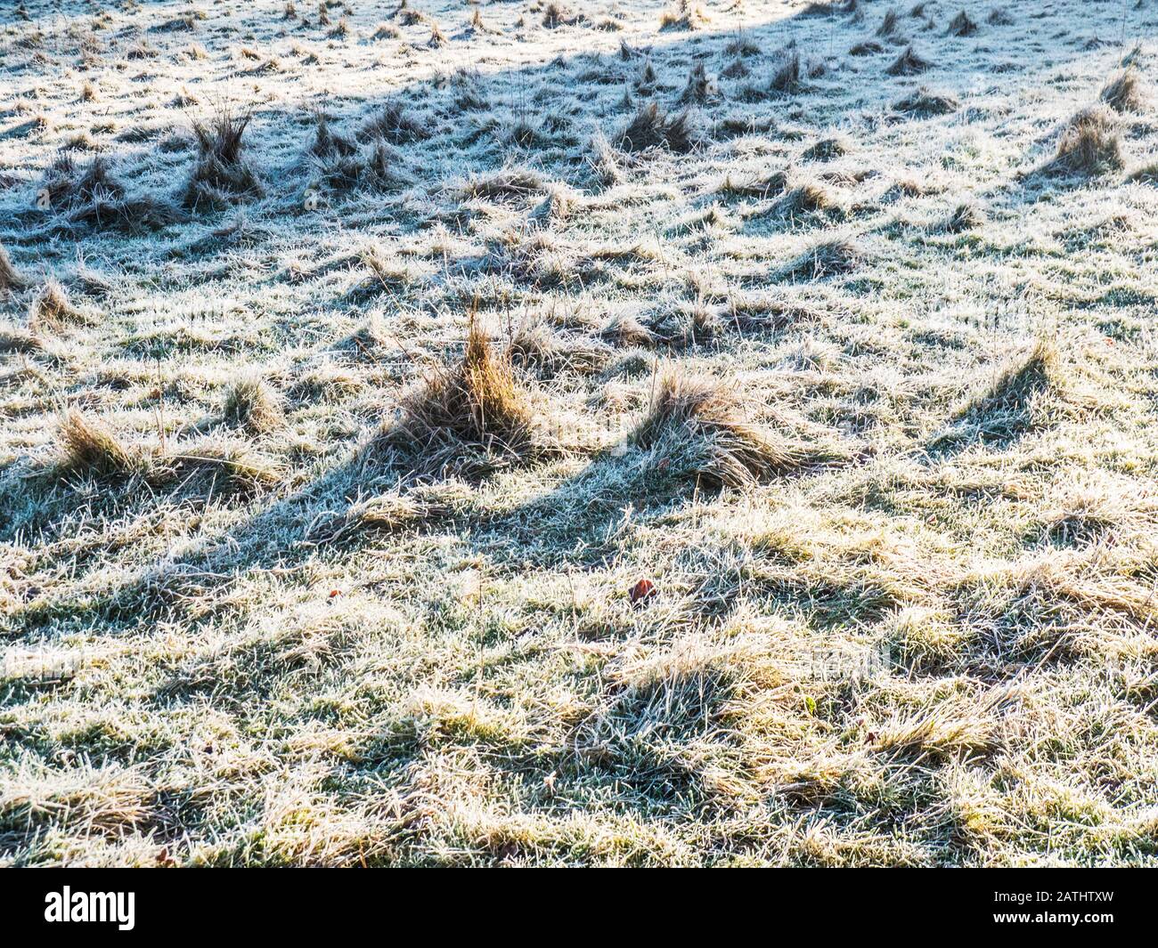 Un primo piano di erba gelida sotto il sole invernale. Foto Stock