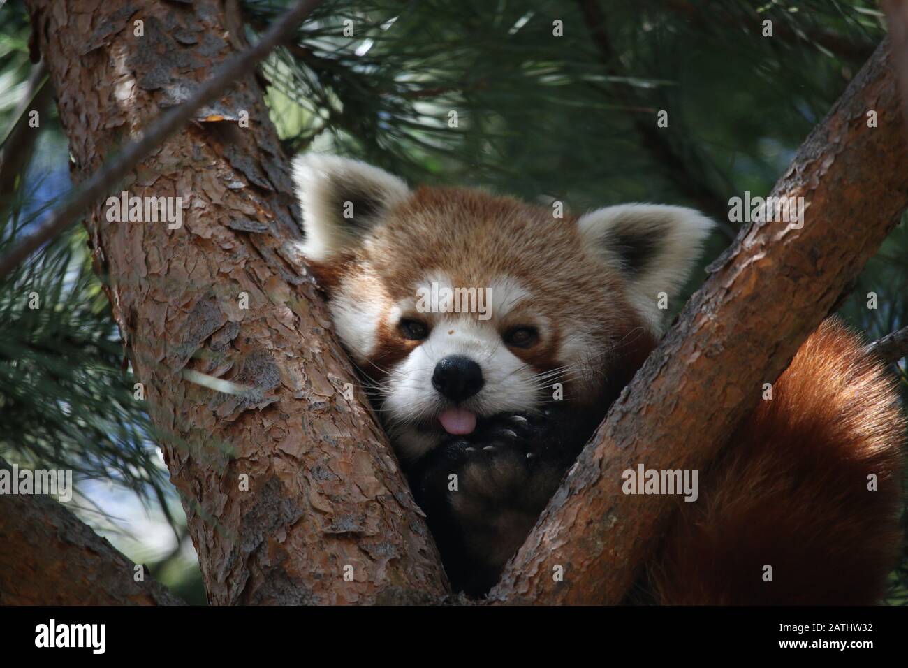 Panda rosso con linguetta fuori Foto Stock
