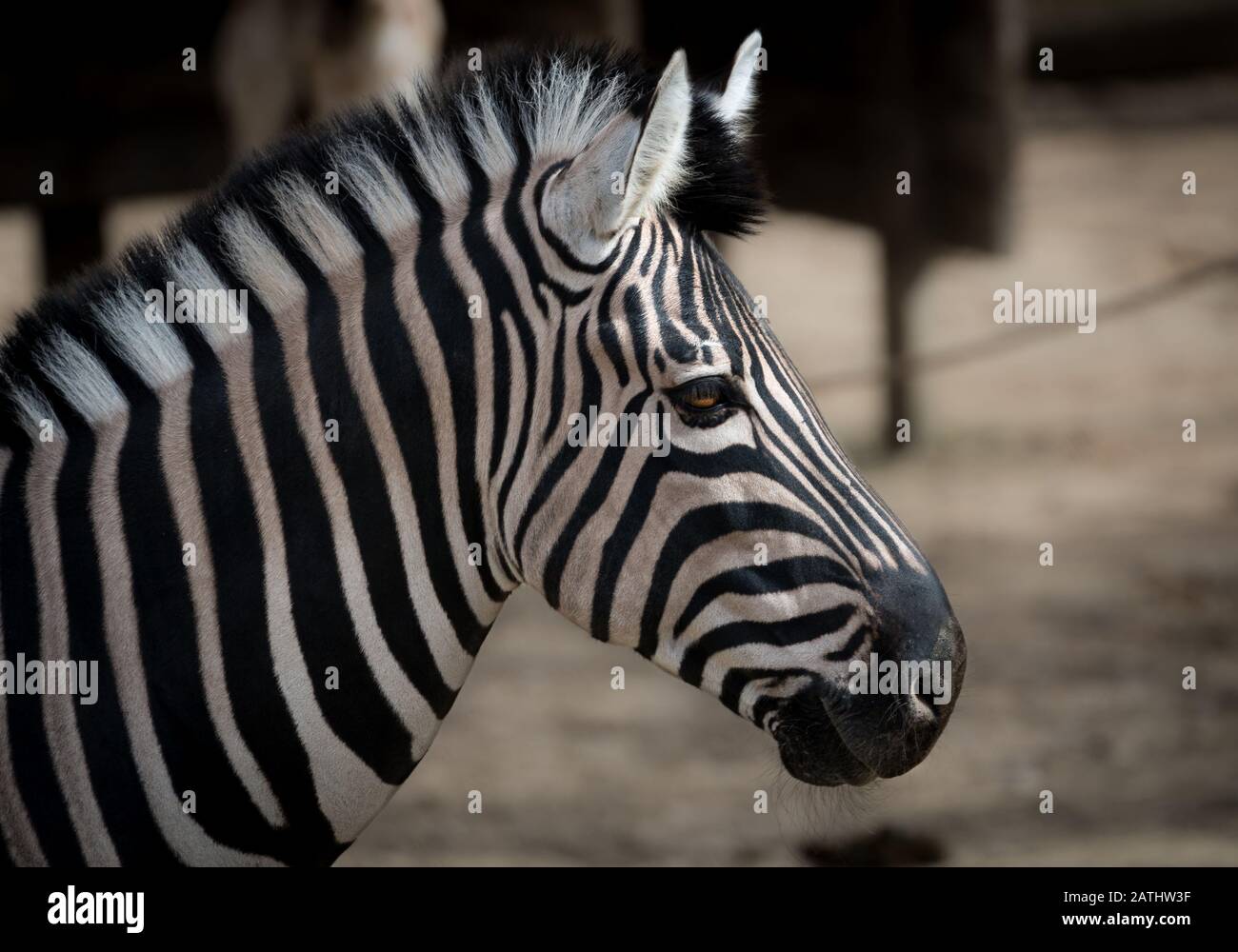 La Burchell Zebra Foto Stock