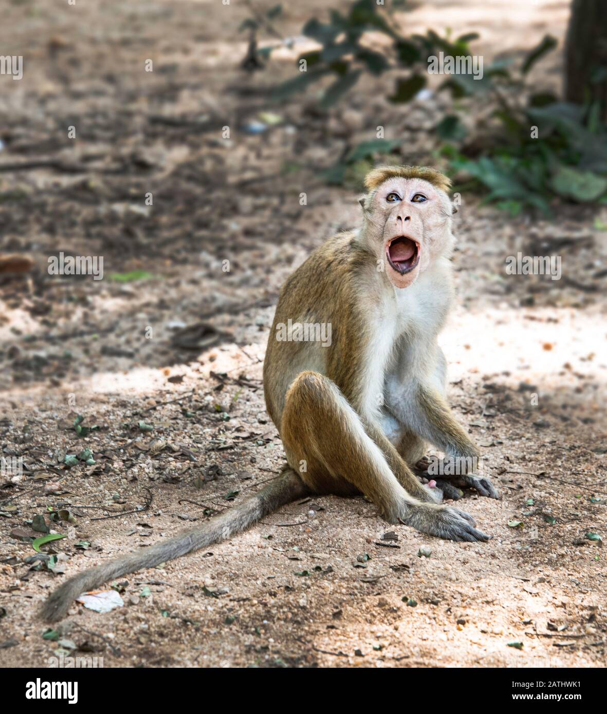 Toque Macaque è una scimmia comunemente trovata endemica in Sri Lanka.Easily riconosciuto dal loro cappotto marrone dorato, guanciali muscolari, grandi orecchie, coda lunga Foto Stock