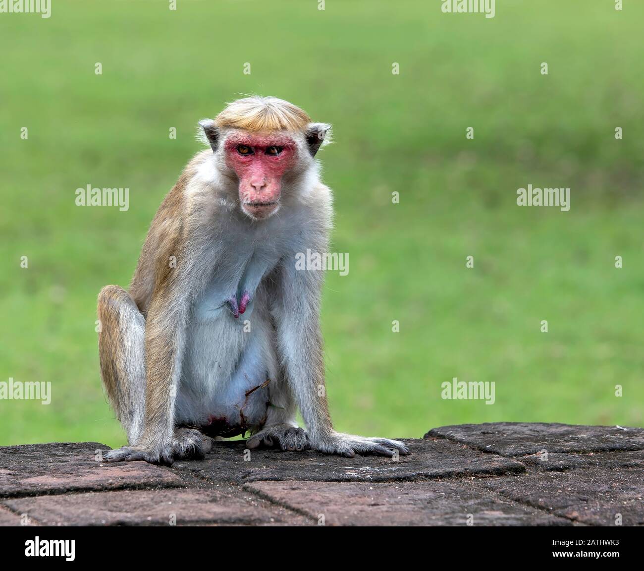 Toque Macaque è una scimmia comunemente trovata endemica in Sri Lanka.Easily riconosciuto dal loro cappotto marrone dorato, guanciali muscolari, grandi orecchie, coda lunga Foto Stock