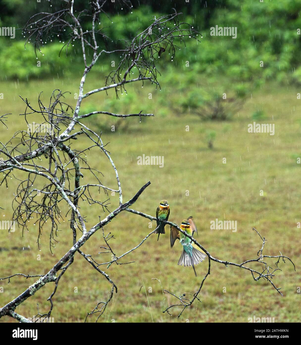 Little green Bee eater e Blue Cad Bee eater uccelli isolati in background naturale. Uccelli popolari in Sri Lanka.Ornitologia. Sri Lanka fauna selvatica. Bir Foto Stock
