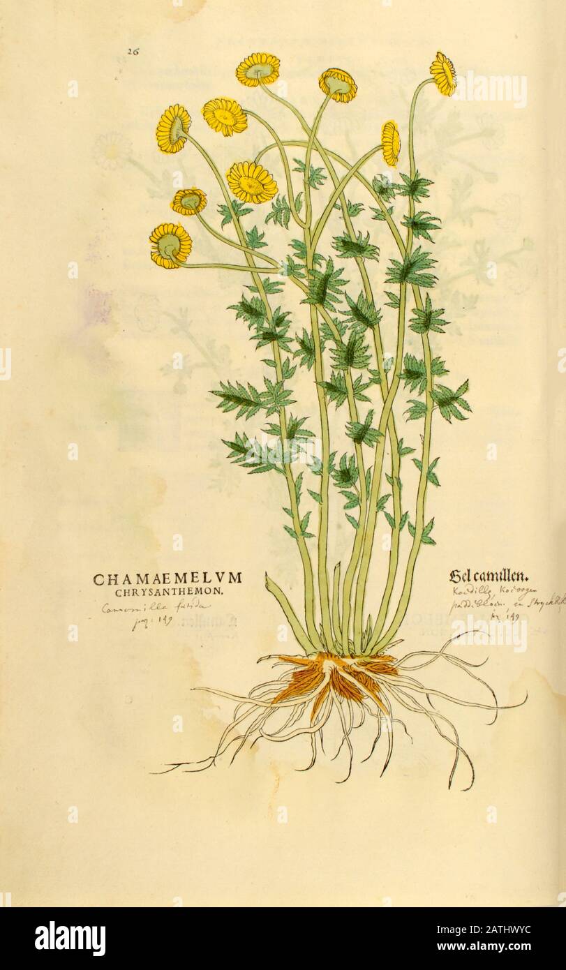 16th secolo, acquerello, stampa dipinta a mano di un chrisantemo di camaemelum (Camillen, Chamomile o camomilla) da Leonhart Fuchs Foto Stock