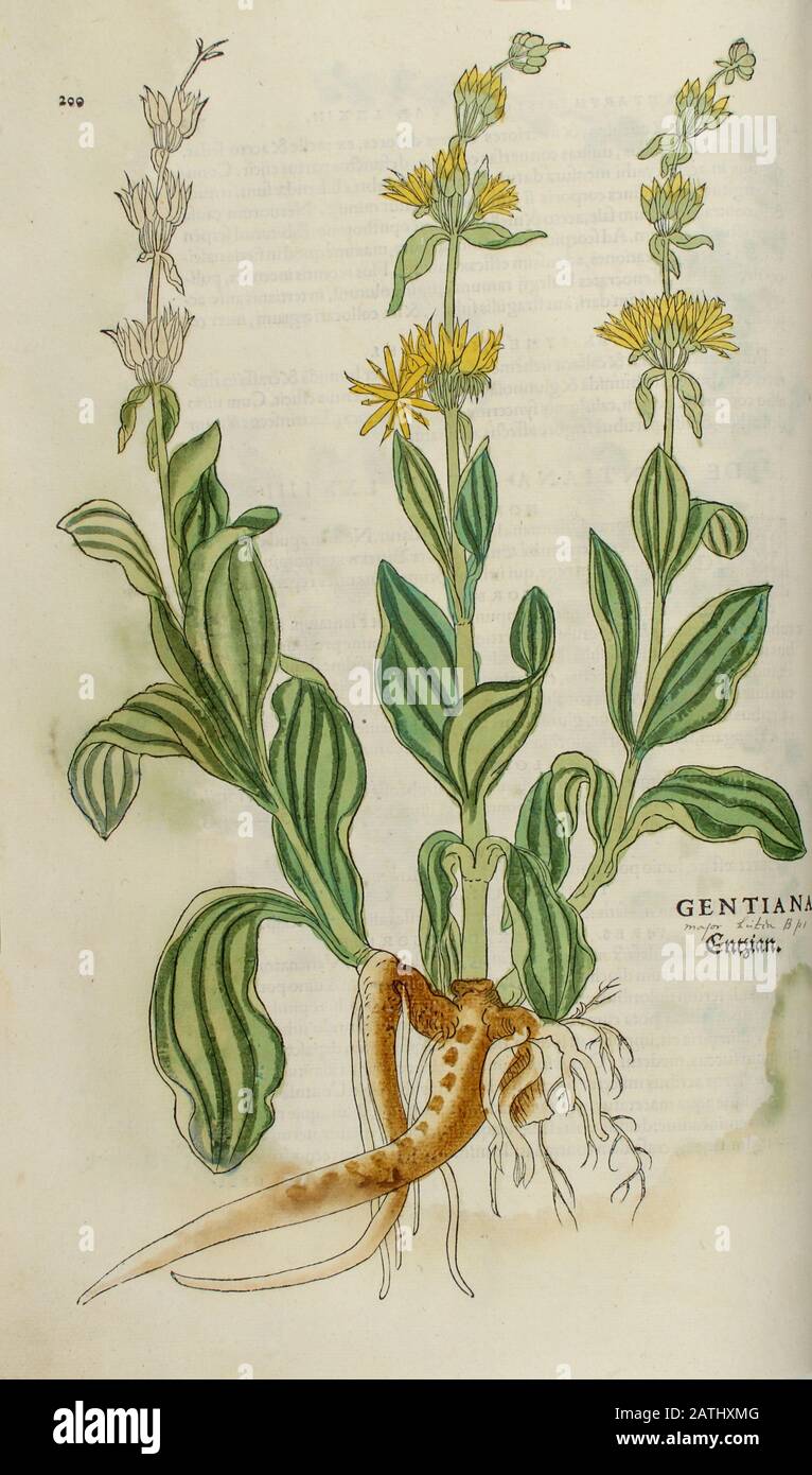 16th secolo, acquerello, dipinto a mano legno stampa di una pianta gentile da Leonhart Fuchs libro di erbe: De Historia Stirpium Commentarii Insig Foto Stock