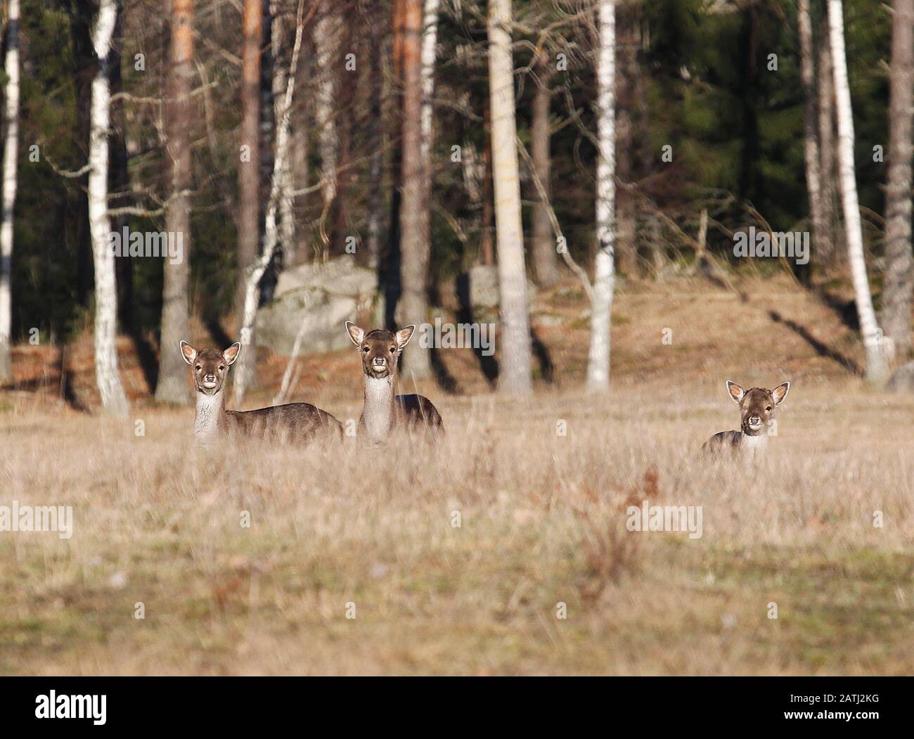 Daino (Cervus dama / Dama dama) con tre pegni in erba al margine della foresta in februari. Guardando la macchina fotografica Foto Stock