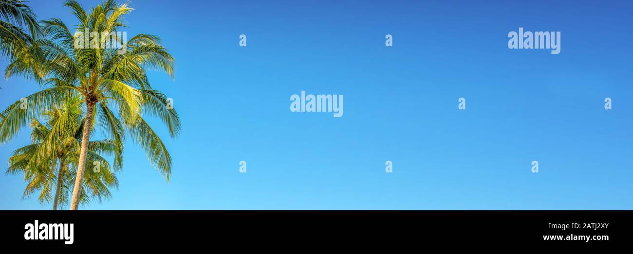 Albero di palma su sfondo panoramico blu cielo con spazio di copia, stile vintage Foto Stock