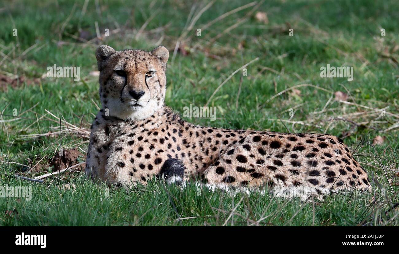 Saba, uno dei due ghepardi, Saba e Nairo a Howletts Wild Animal Park, nei pressi di Canterbury, dove sono nati e che devono viaggiare in primavera quest'anno per essere 'appassiti' in una nuova vita in Sudafrica. Saba è stato allevato a mano dal presidente della Aspintall Foundation Damian Aspintall e da sua moglie, Victoria, nella loro casa, e questo innovativo progetto è la prima volta che una gheparia captata e alzata a mano ha lasciato il Regno Unito per le sue risate in Africa. Foto Stock