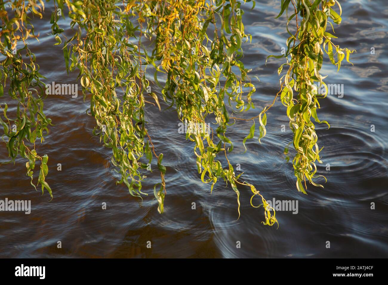 Willow si dirama vicino all'acqua al tramonto, vicino al mare Foto Stock