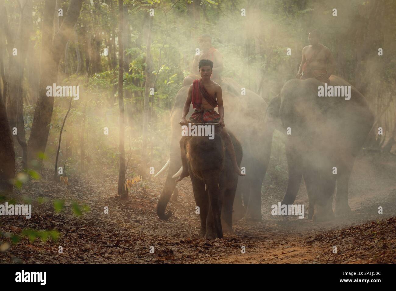 Thailandia. Il mahout cavalcare elefanti con gli amici di lui nella foresta. Foto Stock