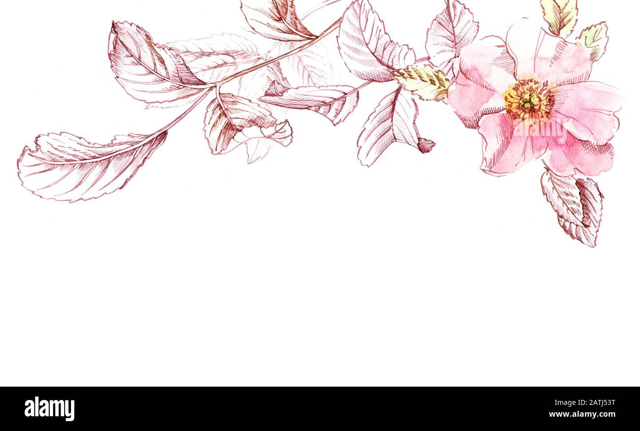 Acquerello Rose fiore arco. Botanica banner disegnato a mano con posto per testo. Grandi petali con foglie di inchiostro isolato su bianco per cosmetici, matrimoni Foto Stock