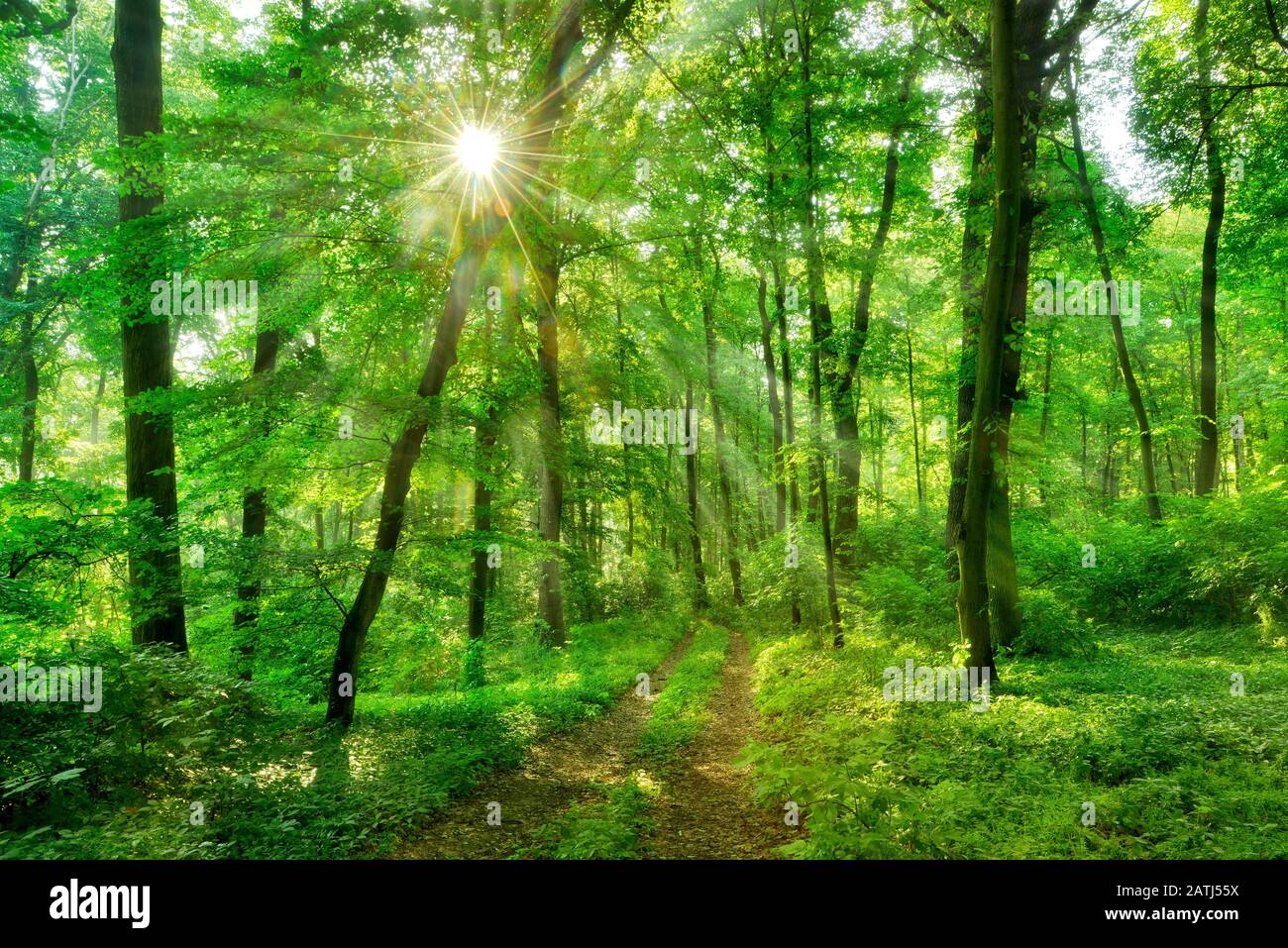 Sentiero escursionistico attraverso semi-naturale foresta mista decidua in primavera, il sole splende attraverso il fogliame, Burgenlandkreis, Sassonia-Anhalt, Germania Foto Stock