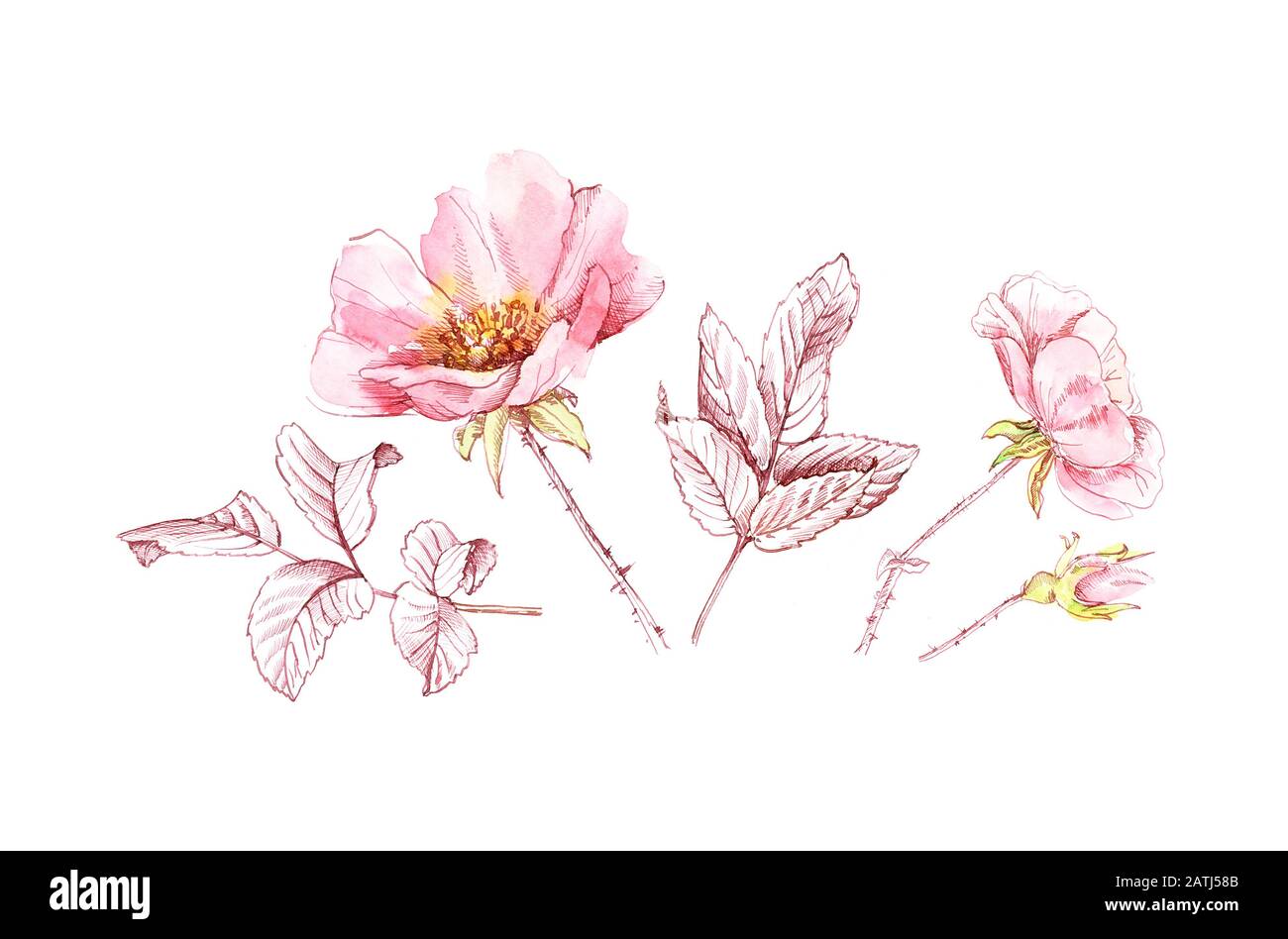 Acquerello Briar fiori con foglie d'inchiostro. Illustrazione a mano botanica. Set di elementi di design isolati per logo, matrimoni, biglietti di auguri Foto Stock