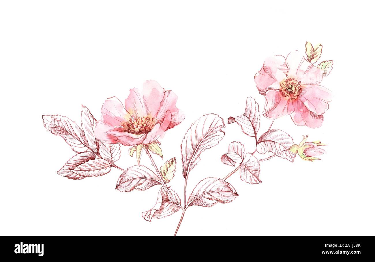 Schizzo delle diramazioni Briar con acquerello. Illustrazione a mano botanica. Grandi fiori con foglie di inchiostro isolato su bianco per cosmetici, matrimoni, biglietti di auguri Foto Stock