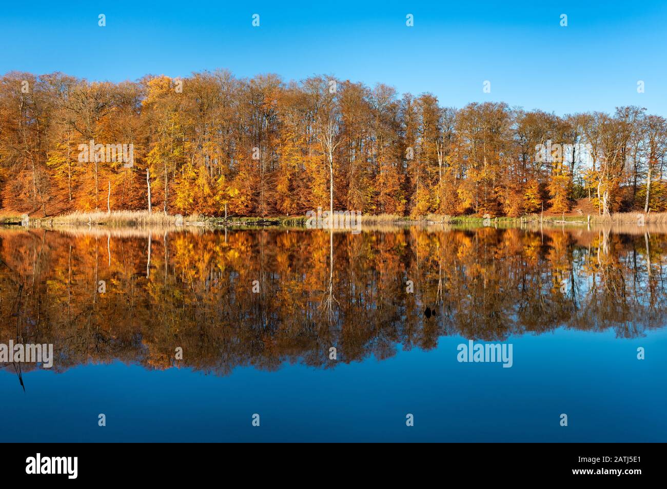 Autunno Al Lago Schweingartensee, Foresta Colorata Riflette, Parco Nazionale Di Mueritz, Mecklenburg-Pomerania Occidentale, Germania Foto Stock