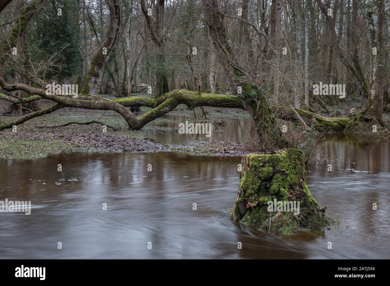 Fiume inondazione e alberi caduti nella New Forest, Hampshire, Regno Unito Foto Stock