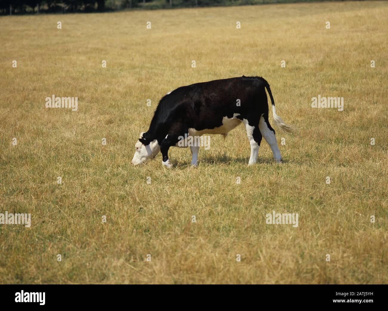 Hereford x manzo friesiano che pascolano su erba bruna, essiccata e secca durante una lunga estate calda, Foto Stock