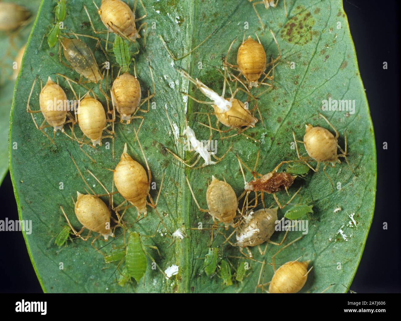 Pea afid (Acyrthosiphon pisum) un'infestazione afida severa su un raccolto di pea ma naturalmente fortemente parassitato dalle vespe di Aphidius Foto Stock