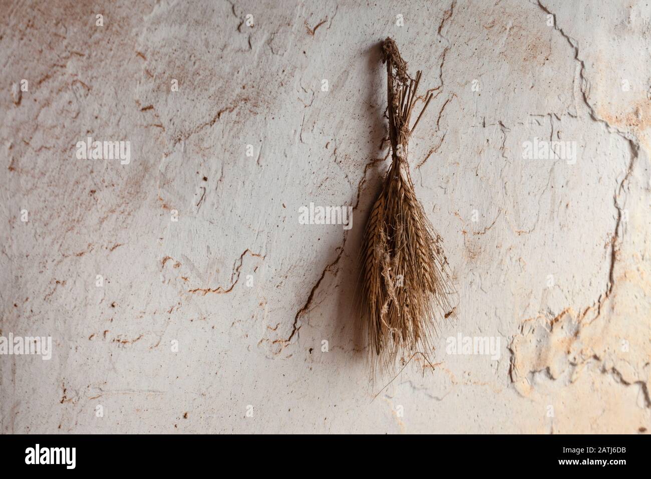 Ciuffi di grano secco appesi alla parete di una fattoria di piante abandoneddried Foto Stock
