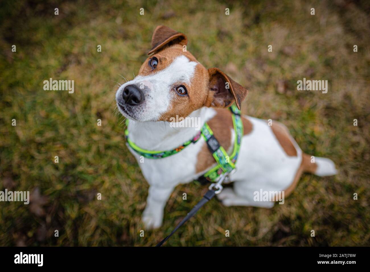 Cute marrone e bianco giovane jack russell Terrier, un cane grel con imbracatura su, seduto su erba secca in una giornata invernale in un parco che guarda in su. Foto Stock