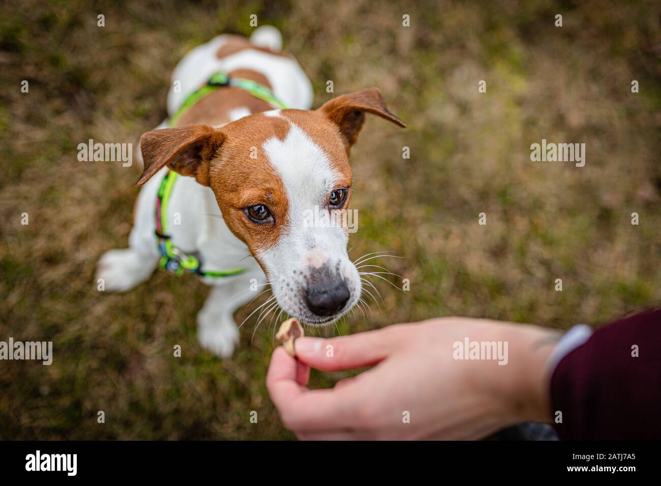 Carino amichevole marrone e bianco giovane jack russell Terrier saltare in su per un tidbit tenuto da una mano umana. Una giornata in un parco pubblico. Erba secca sullo sfondo. Foto Stock