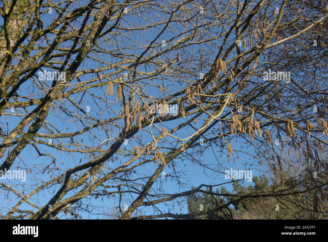 Catkins invernali dell'Hazel Tree turco (Corylus colurna) con un Luminoso sfondo blu cielo in un giardino nel Devon rurale, Inghilterra, Regno Unito Foto Stock
