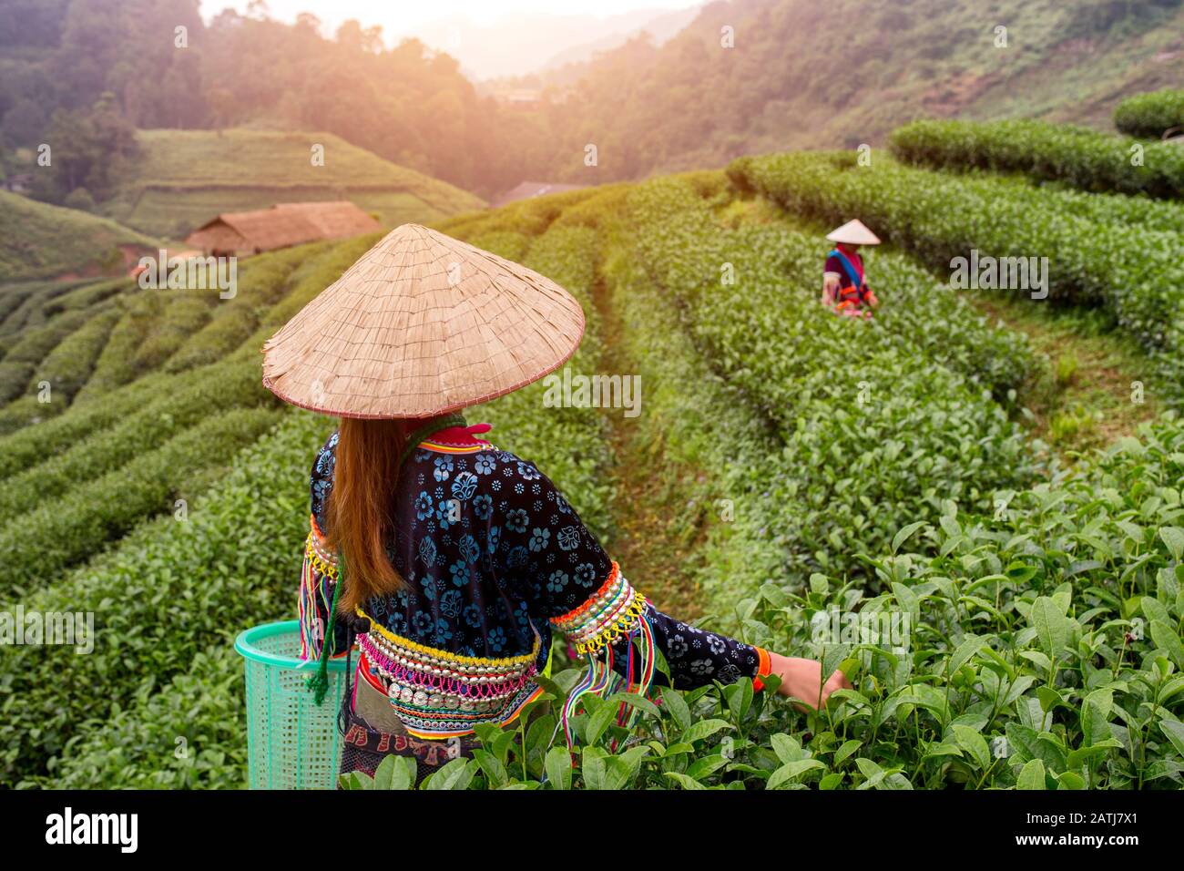 Raccolta di tè verde di Hmong nel campo da tè a Chiang mai Thailandia. Foto Stock