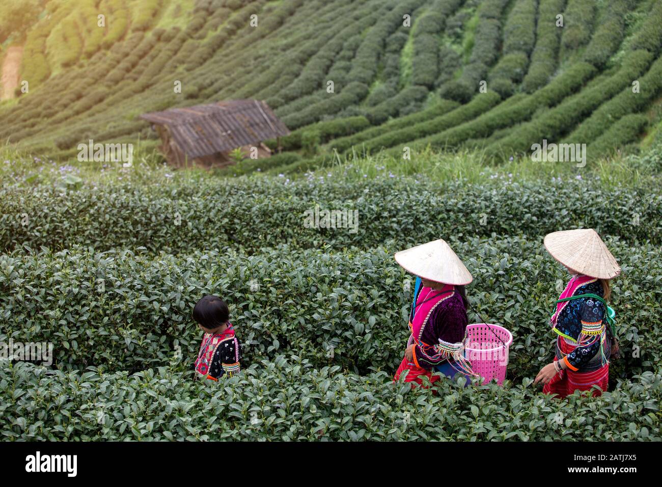 Famiglia Hmong in campo piantagione di tè Chiang mai Thailandia. Foto Stock