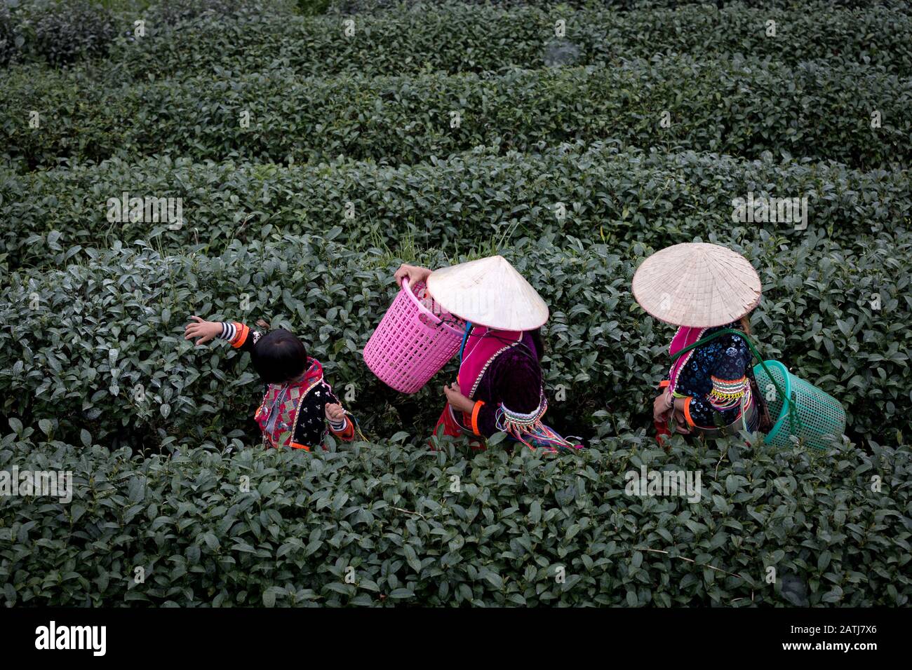 La famiglia Hmong cammina insieme in una piantagione di tè verde al mattino questa è la gente di stile di vita sulla montagna Chiang mai Thailandia. Foto Stock