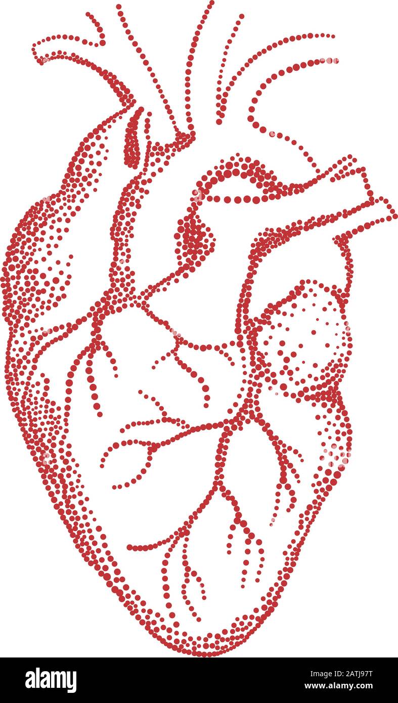 Cuore umano rosso, illustrazione vettoriale su sfondo bianco Illustrazione Vettoriale