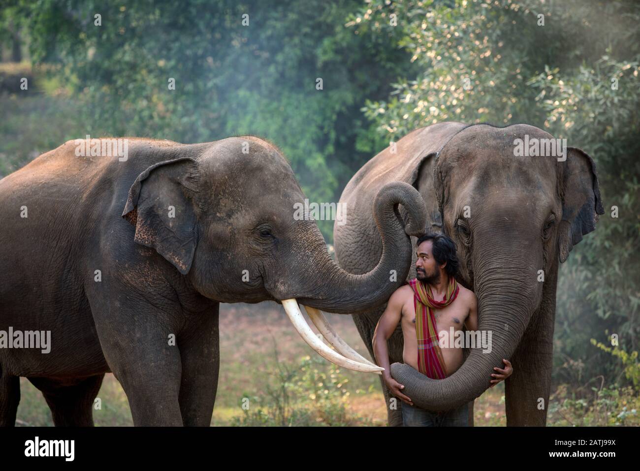 Mahout tailandese e elefanti godendo nella foresta Foto Stock