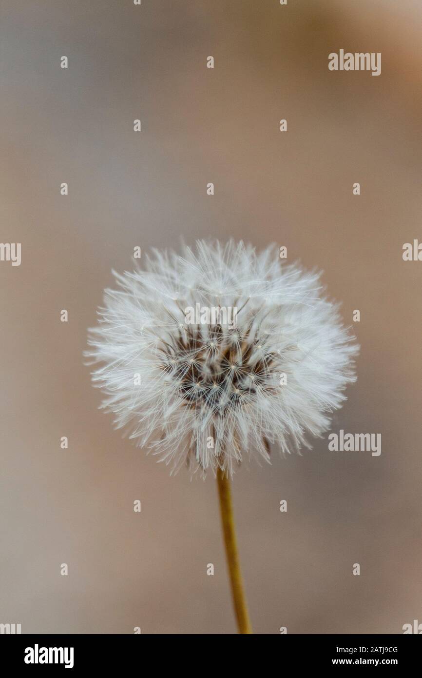 Bellissimo orologio dandelion su sfondo opaco - Taraxacum eritrospermum Foto Stock