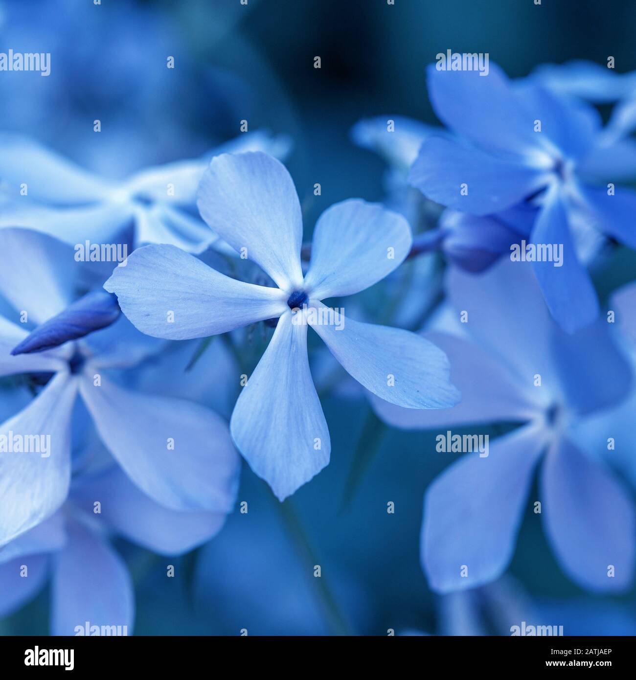 Phlox divaricata - wild dolce William - woodland phlox - Blu selvaggio phlox Foto Stock